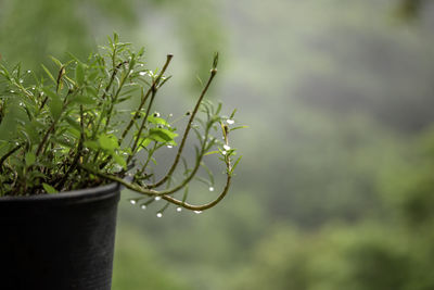 Close-up of wet plant