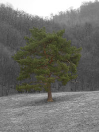 Trees on landscape