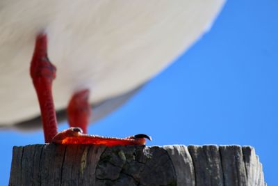 Close-up of bird on wood against clear sky