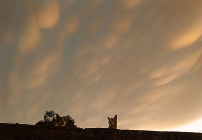 View of a silhouette cat against sunset sky