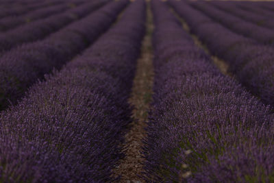 Shadow of purple flowering plants on field