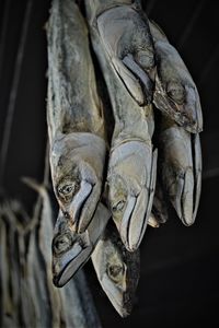 Close-up of animal skull