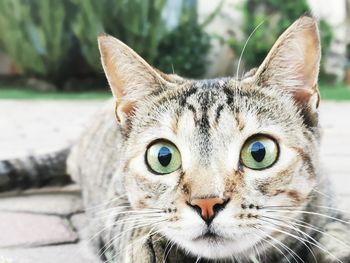 Close-up portrait of tabby cat