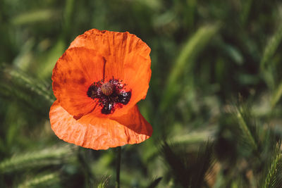 Close-up of orange poppy flower