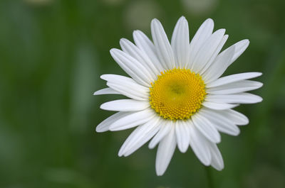 Close-up of yellow flower blooming outdoors