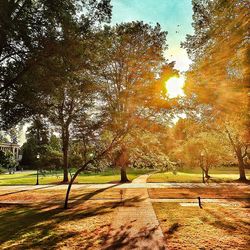 Trees in park