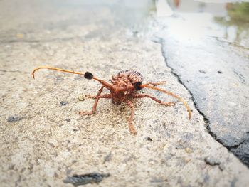 Close-up of spider on rock