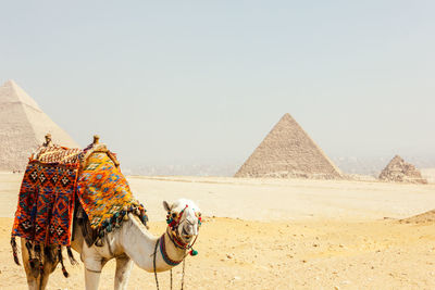 Camel standing at giza pyramids against sky