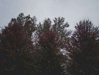 Low angle view of trees against clear sky