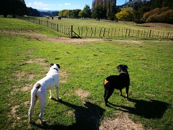 View of two horses on field