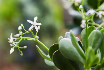 Close-up of flowering plant leaves