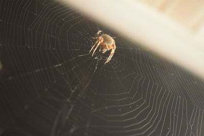 Close-up of spider on web