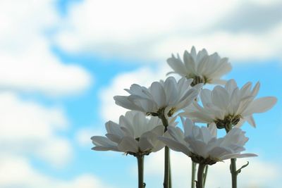 A few white daisies against blue summer sky