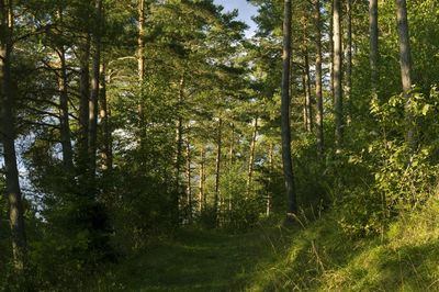Low angle view of lush trees in the forest