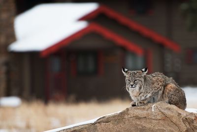 Close-up of lynx sitting on rock