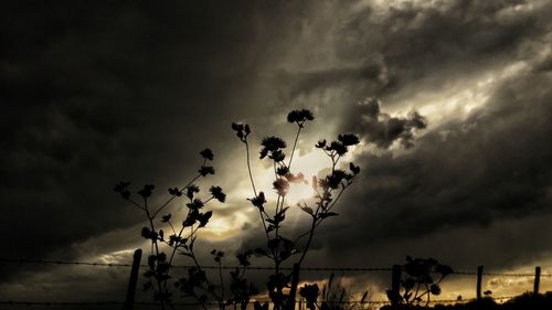 Silhouette tree against sky