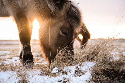 Close-up of cow on field against sky