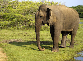 indian elephant