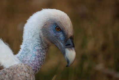 Close-up of a bird