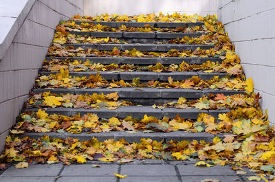 High angle view of autumn leaves on steps