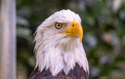 Close-up of eagle against blurred background