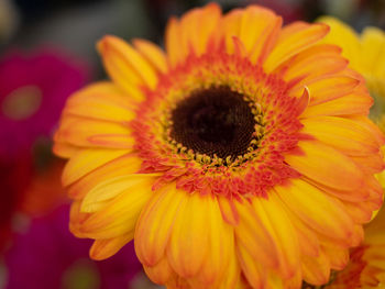 Close-up of gerbera daisy