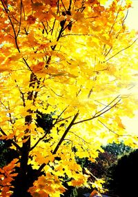 Low angle view of leaves on tree