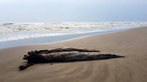 Driftwood on beach by sea against sky