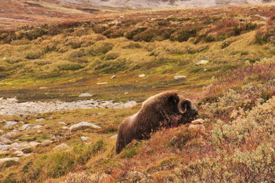 View of musk ox on grass