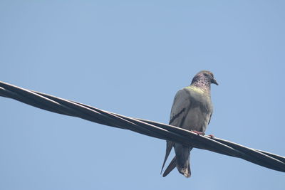 Low angle view of bird perching against clear sky