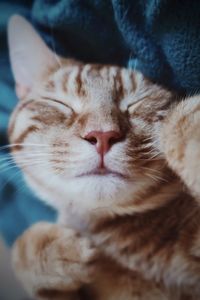 Close-up of cat sleeping