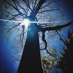 Low angle view of silhouette bare tree against sky