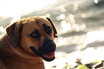 Close-up portrait of dog against sky