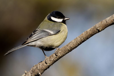 Close-up of bird perching on branch