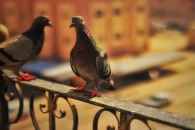 Close-up of pigeon perching on railing