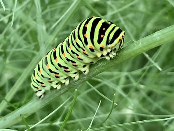 Close-up of butterfly on plant