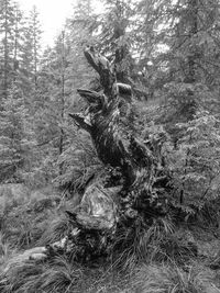 Low angle view of lizard on tree in forest