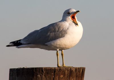 Close-up of seagull perching on wooden post