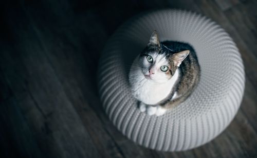 High angle portrait of cat sitting on bed at home