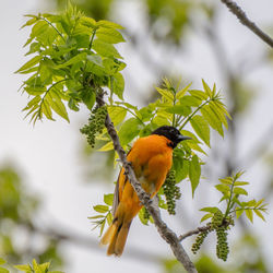 Male oriole baltimore bird in michigan - usa