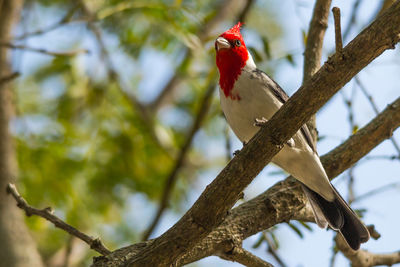 Low angle view of bird perching on branch