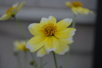 Close-up of yellow flower blooming outdoors