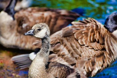 Baby canada goose by the water