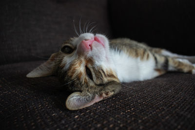 Close-up of a cat resting at home