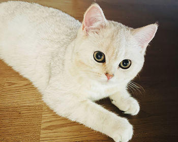 Close-up portrait of cat