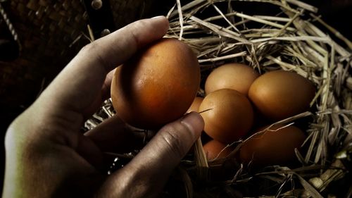 Close-up of hand holding apple
