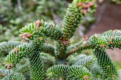 Close-up of pine tree