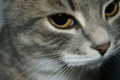 Close-up portrait of cat