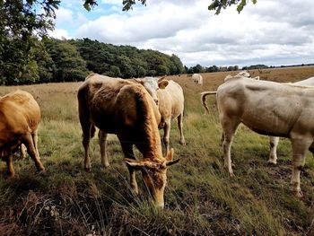 Horses grazing in a field