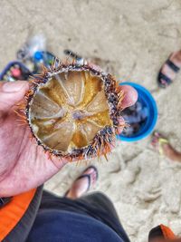 Close-up of hand holding sea urchin at beach